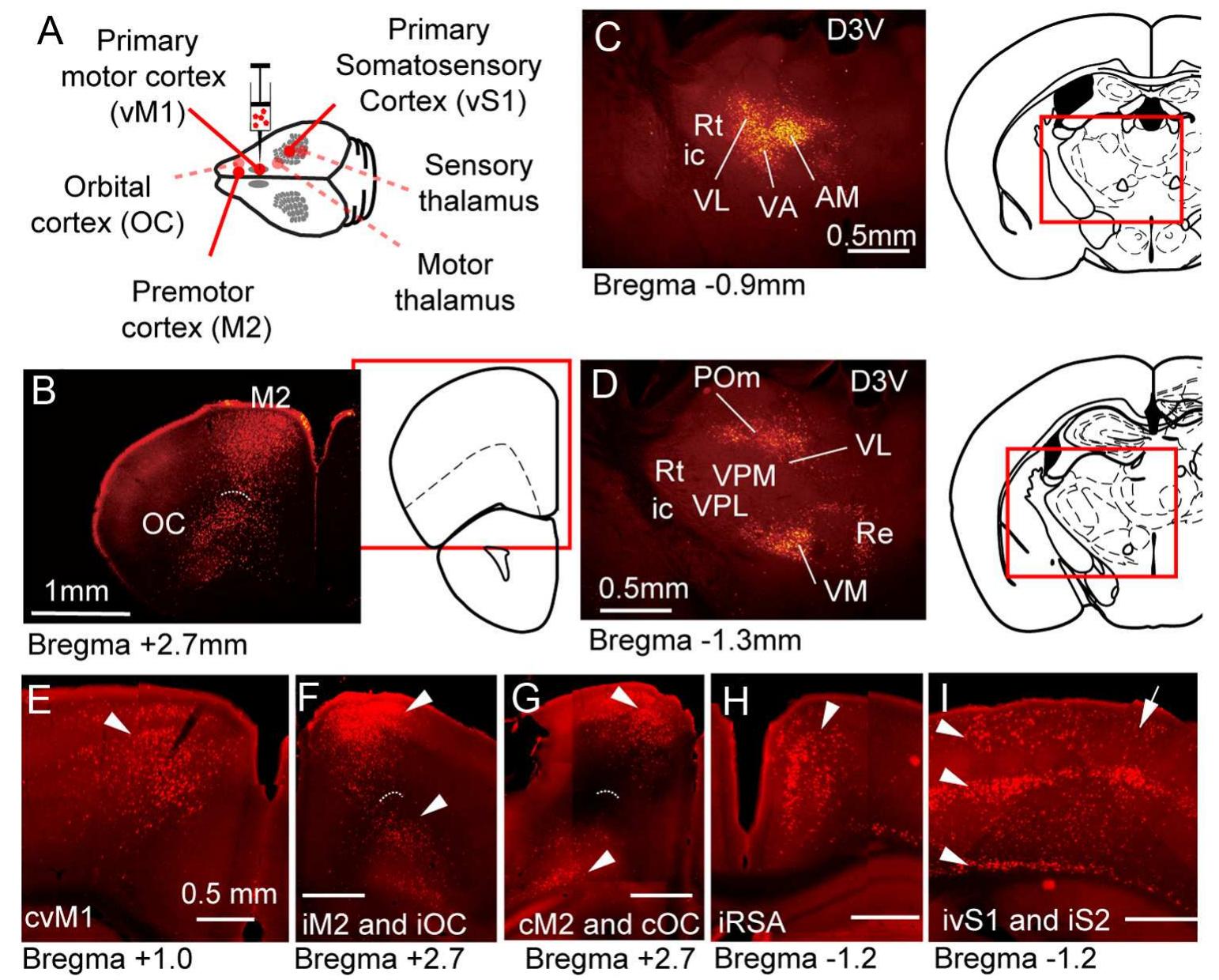 (PDF) Organization of Cortical and Thalamic Input to Pyramidal Neurons ...