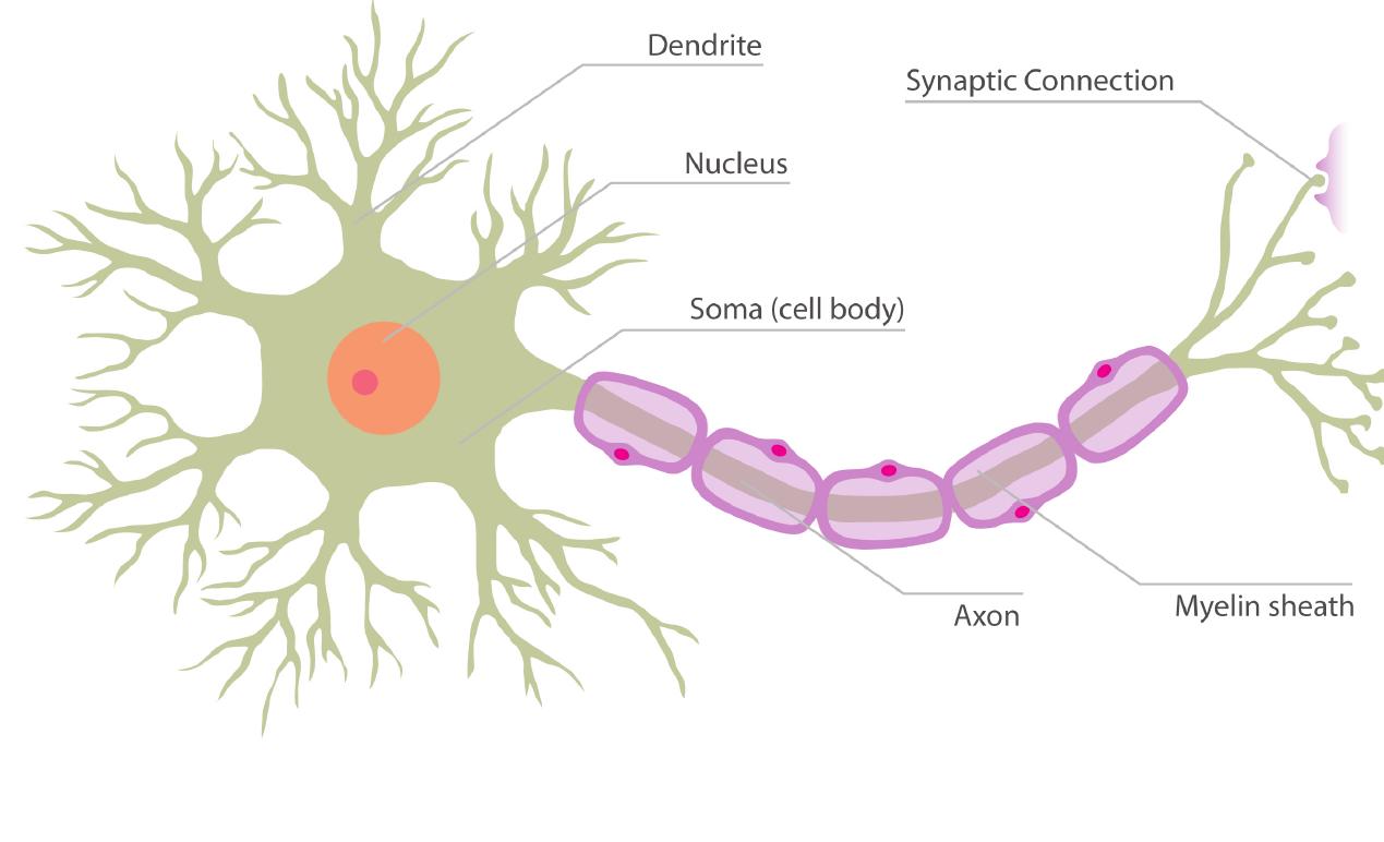 1: the structure of a real neuron. biological neurons, or