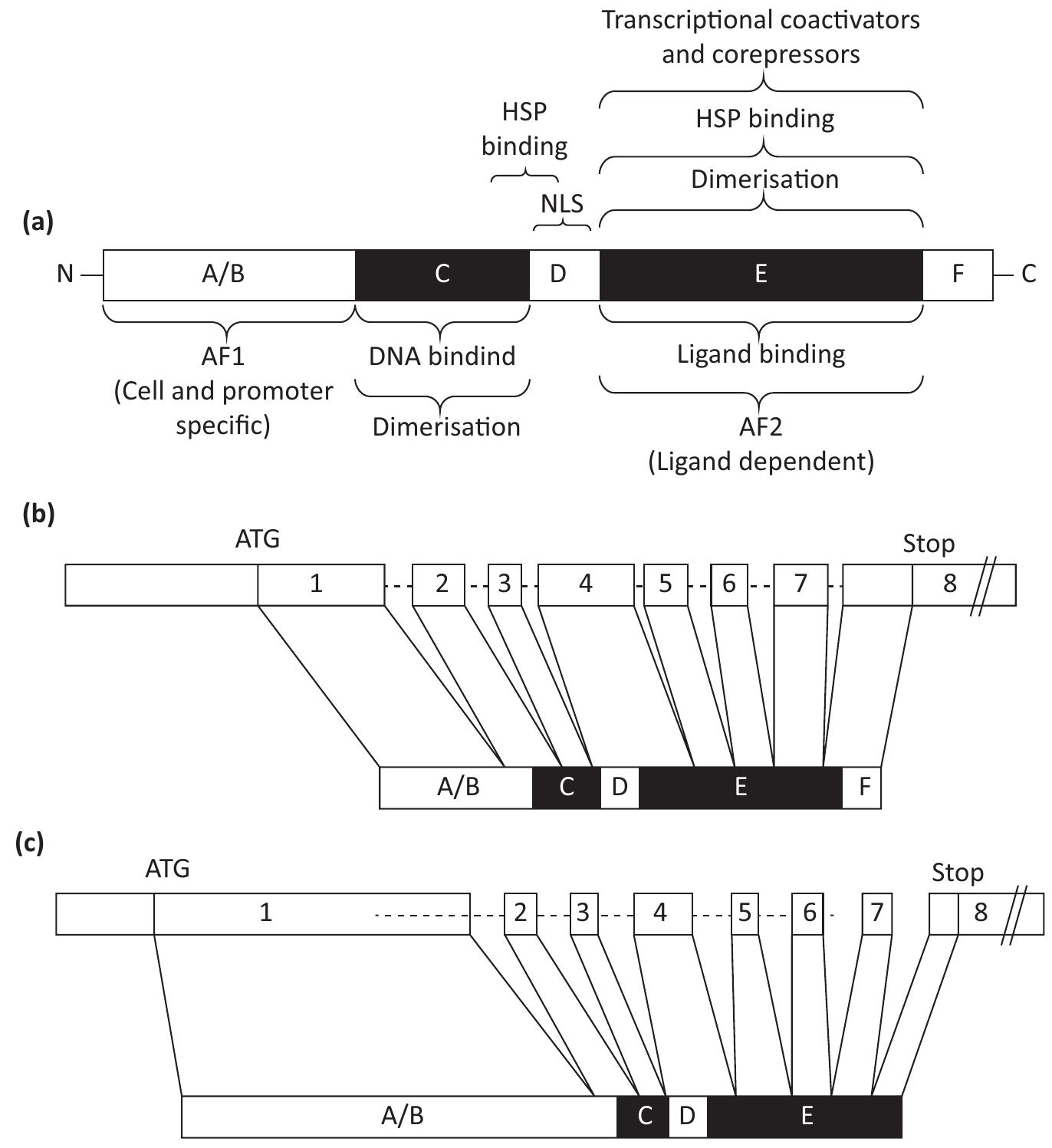 (PDF) Structural variants of sex steroid hormone receptors in the ...
