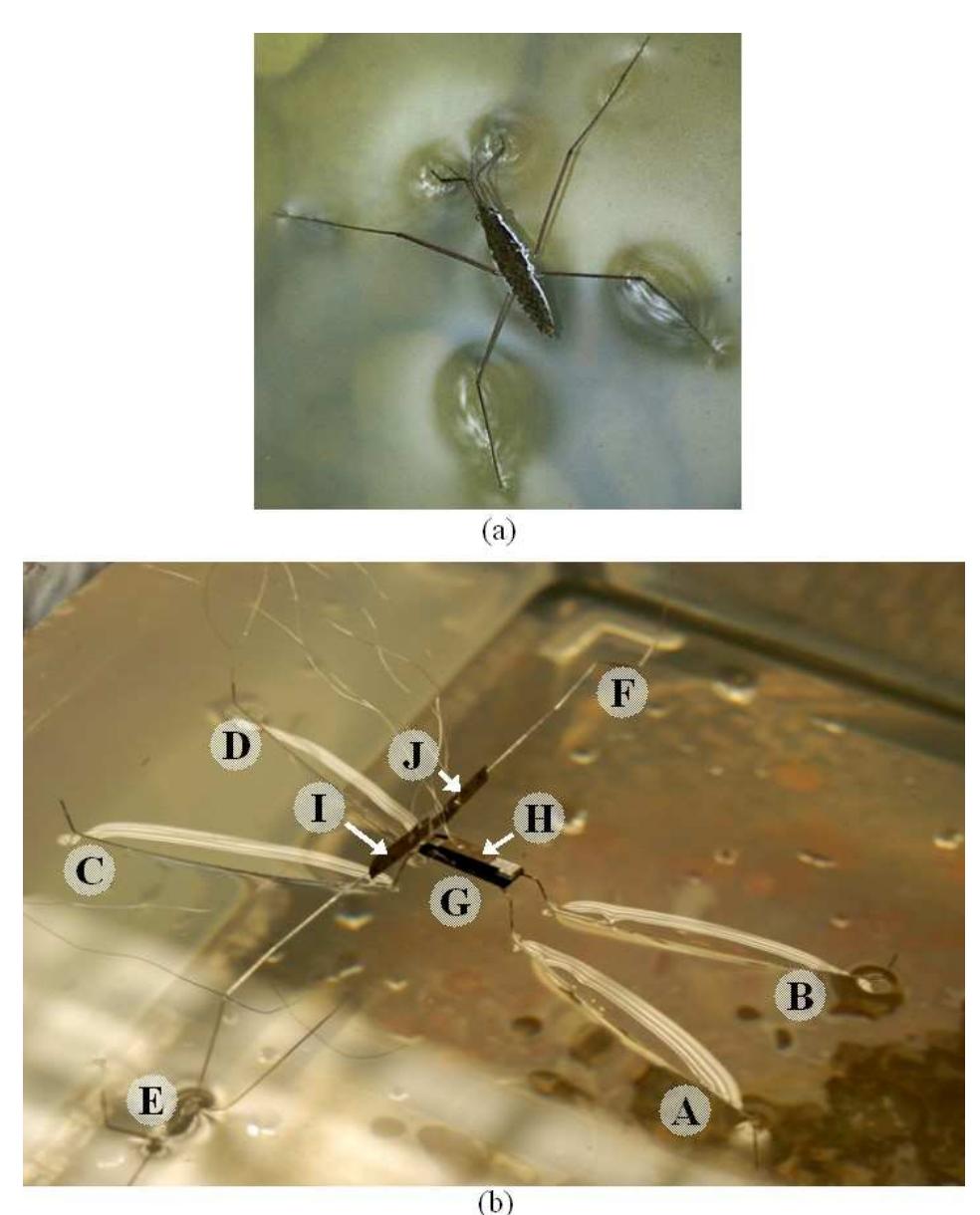 Water Strider Insect Model (a) a photo of the water strider, and (b) the robotic water