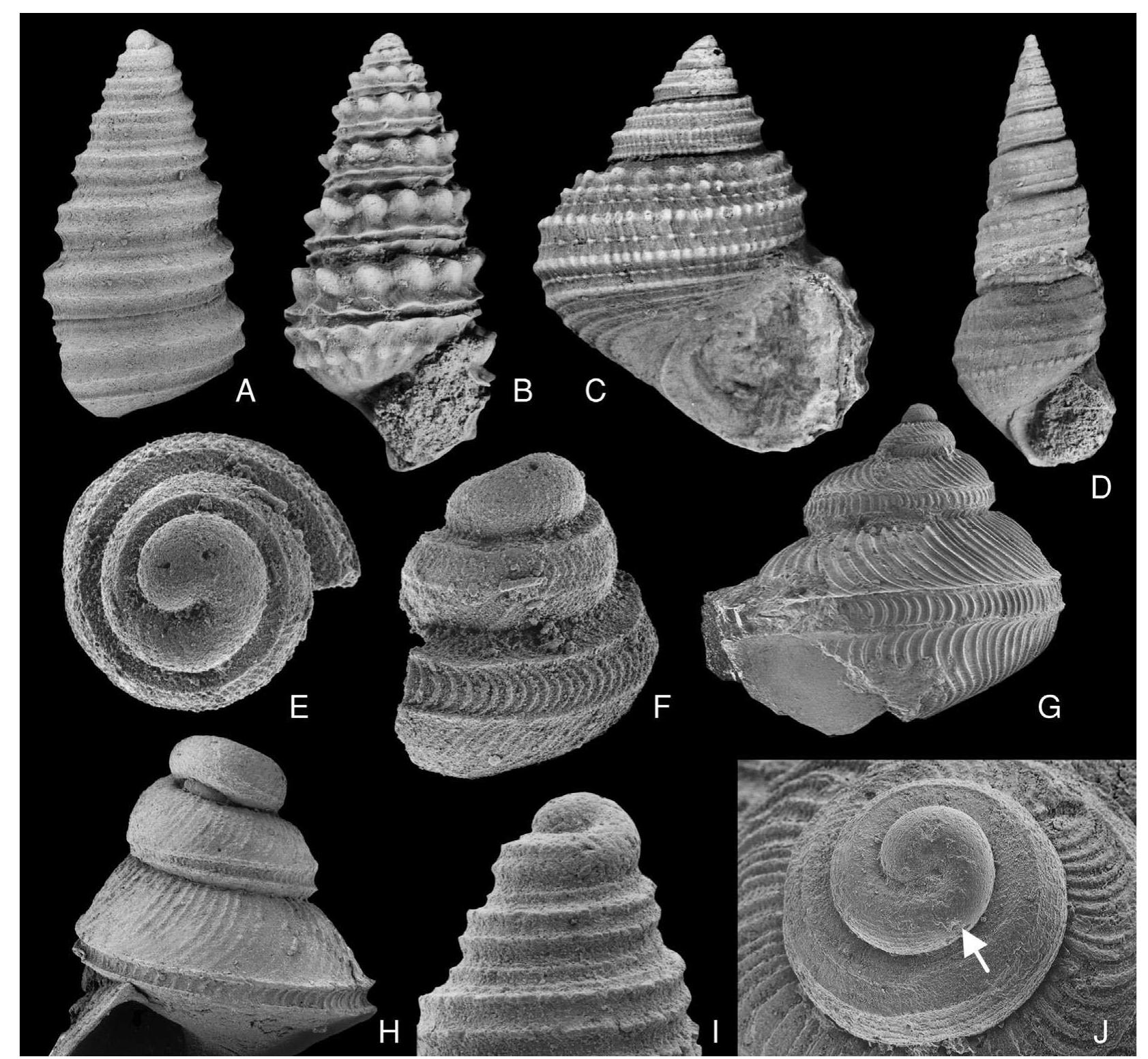(PDF) Paleozoic Gastropoda