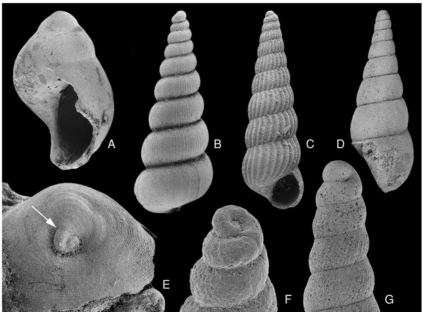 (PDF) Paleozoic Gastropoda
