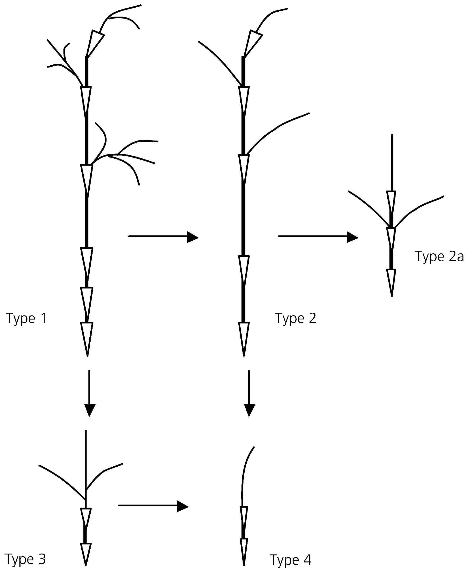 Diagrammatic presentation of inflorescence types found in
