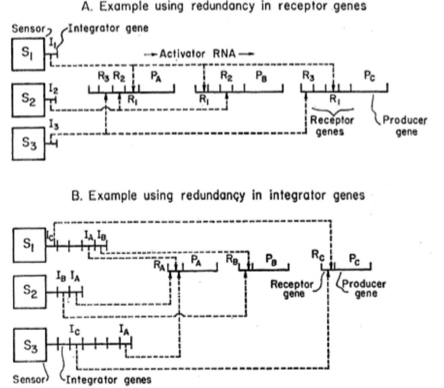Figure 1 - from Consanguinity, Heredity and Marriage The