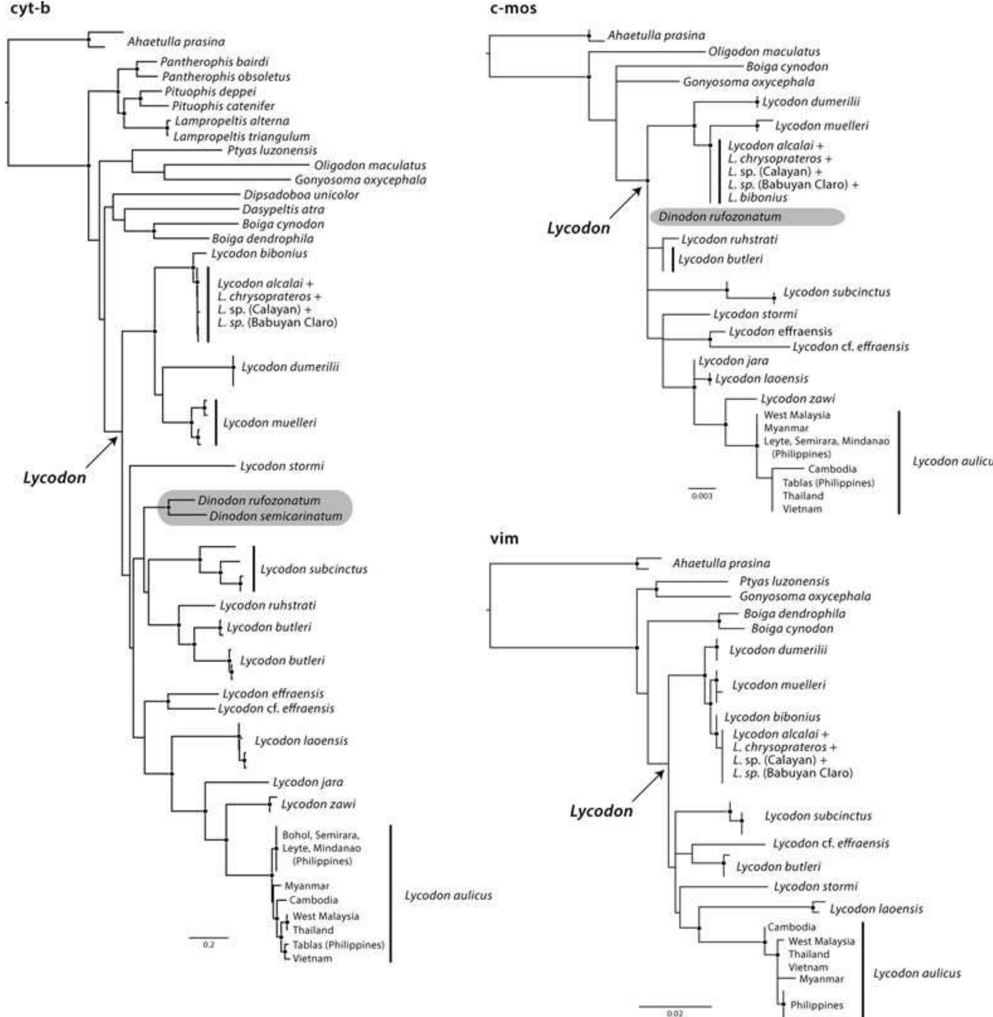 (PDF) Multilocus phylogeny reveals unexpected diversification patterns ...