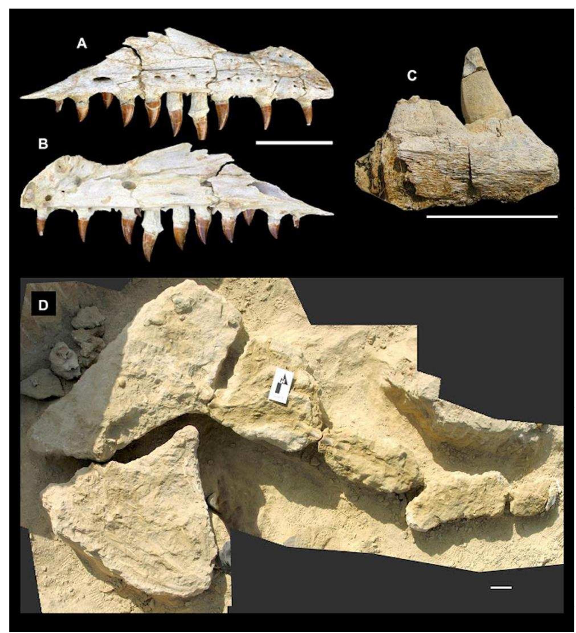 (PDF) Cretaceous amniotes from Angola: dinosaurs, pterosaurs, mosasaurs ...