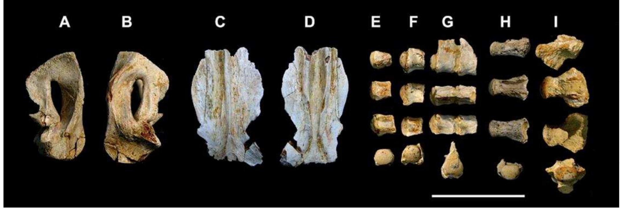 (PDF) Cretaceous amniotes from Angola: dinosaurs, pterosaurs, mosasaurs ...