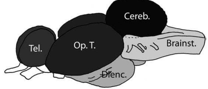 Figure 1 - from Brain and gonadal aromatase activity and