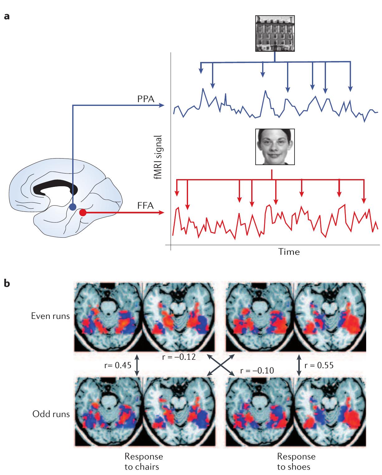 (PDF) Decoding mental states from brain activity in humans