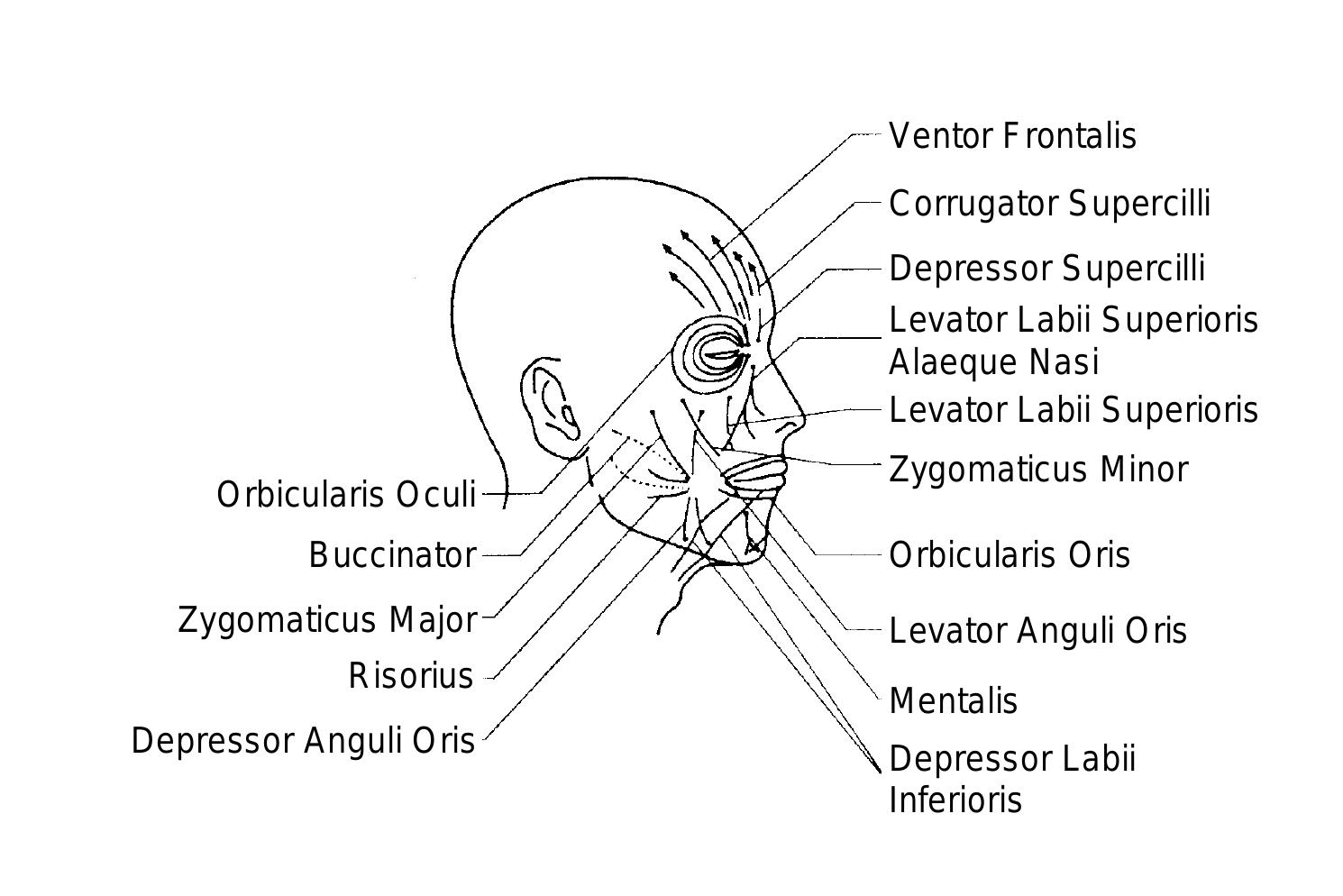 -1: schematic of facial muscles. a dapted from [56].