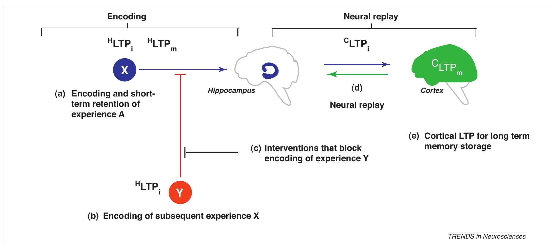 Figure 1 - from An opportunistic theory of cellular and