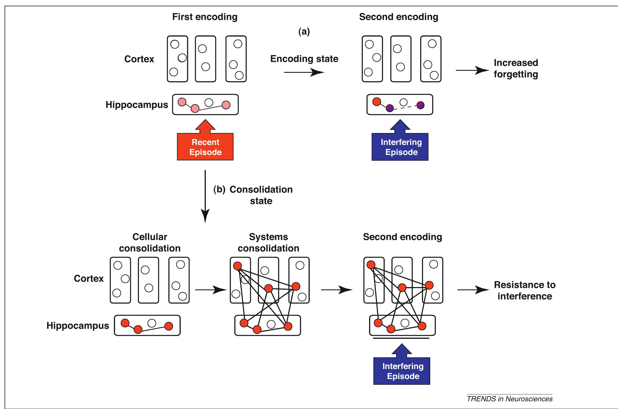 Figure 1 - from An opportunistic theory of cellular and