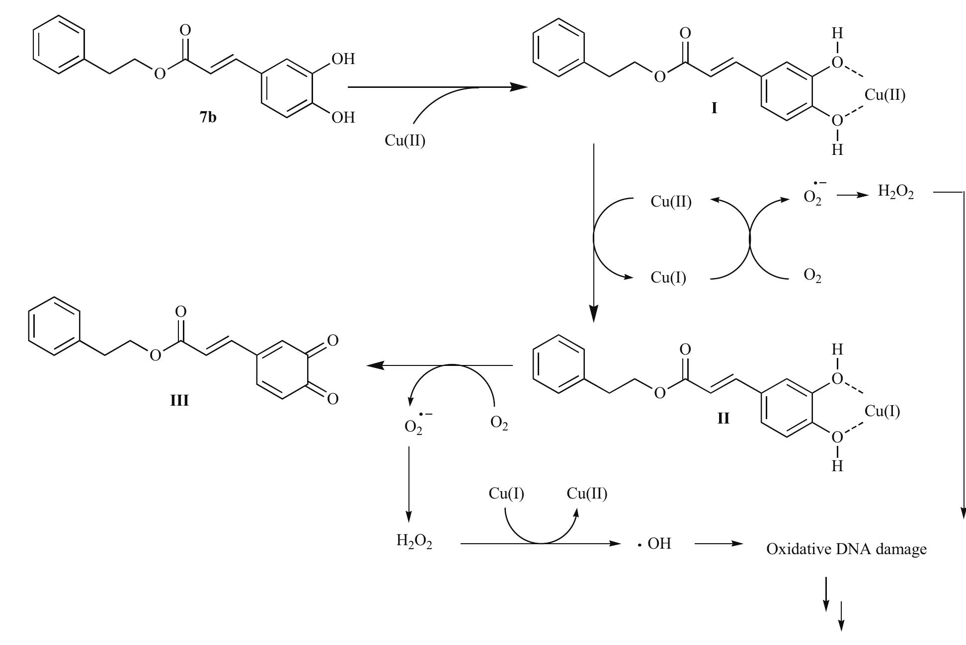 Possible mechanism of oxidative dna damage induced by cape