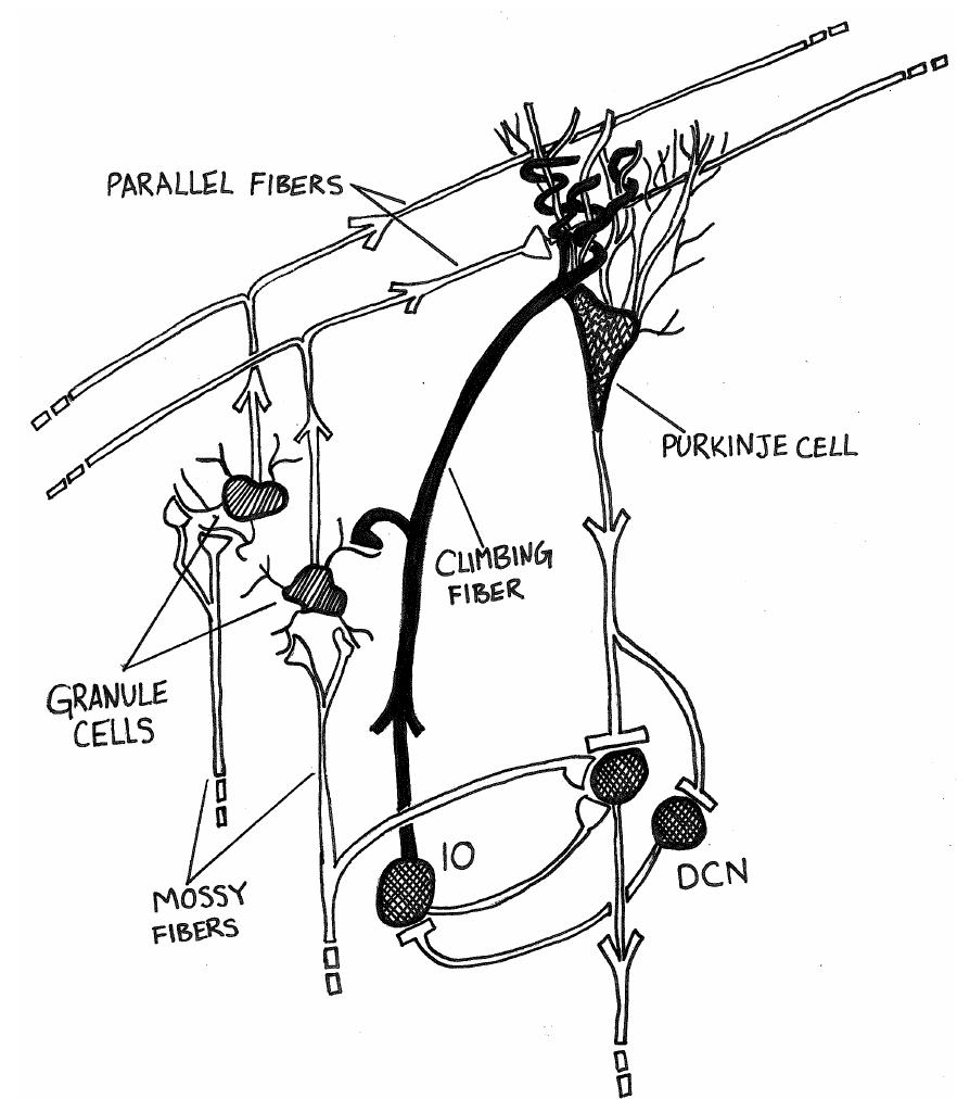 A schematic depiction of a single cerebellar circuit. input