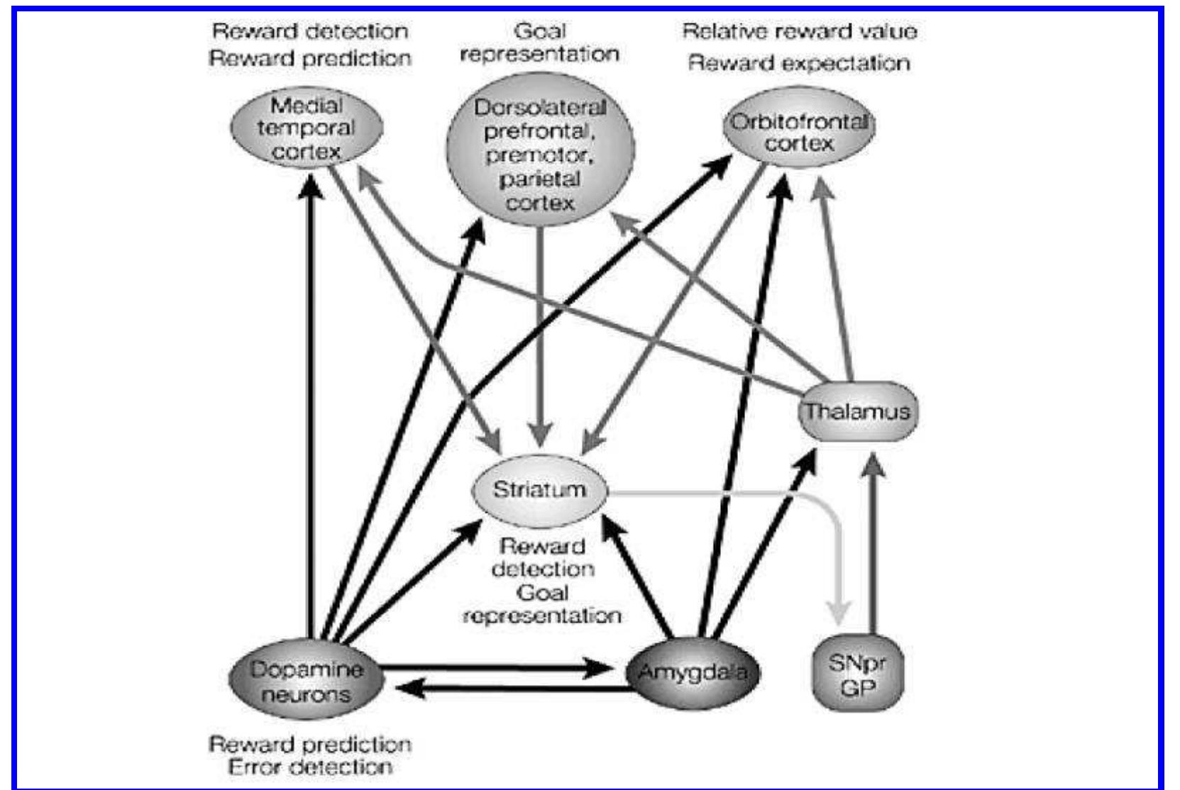 Hypothesized neural circuitry of reward processing (schultz