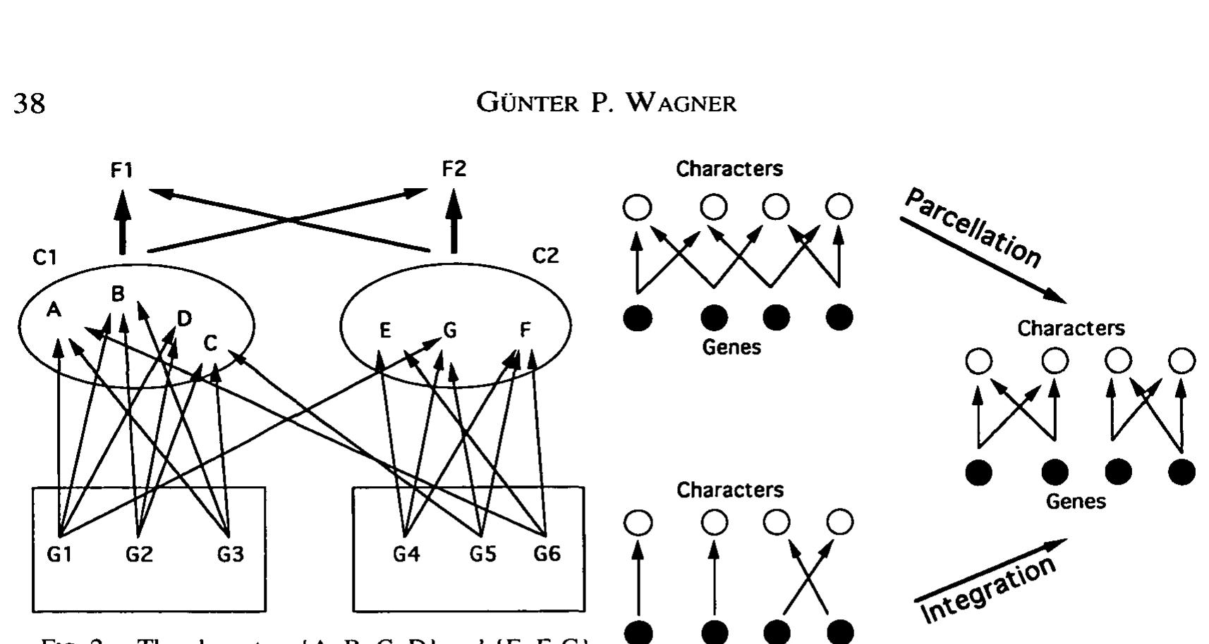 (PDF) Homologues, natural kinds and the evolution of modularity