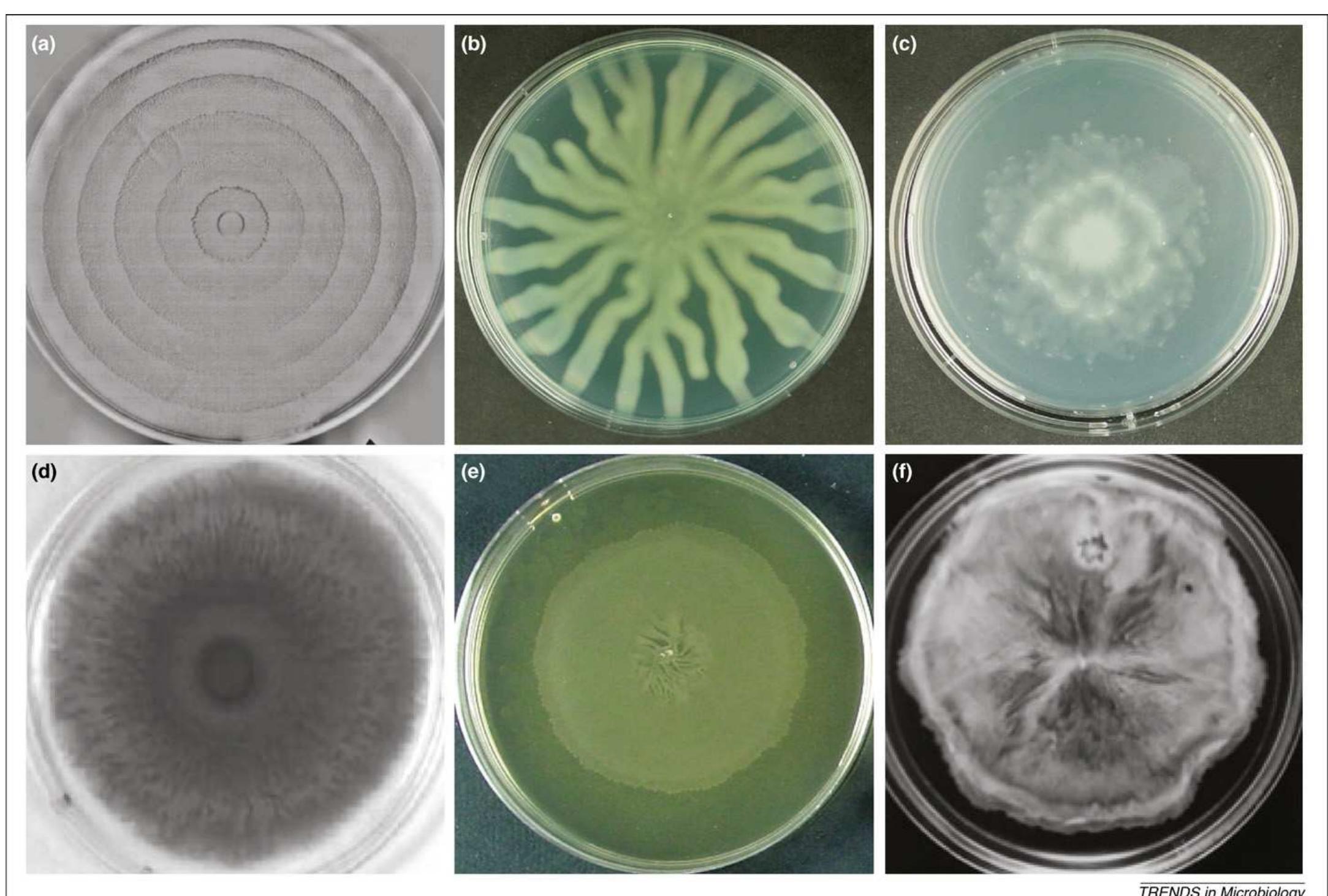 Swarming Pattern Pattern formation of swarming colonies. (a) p. mirabilis,
