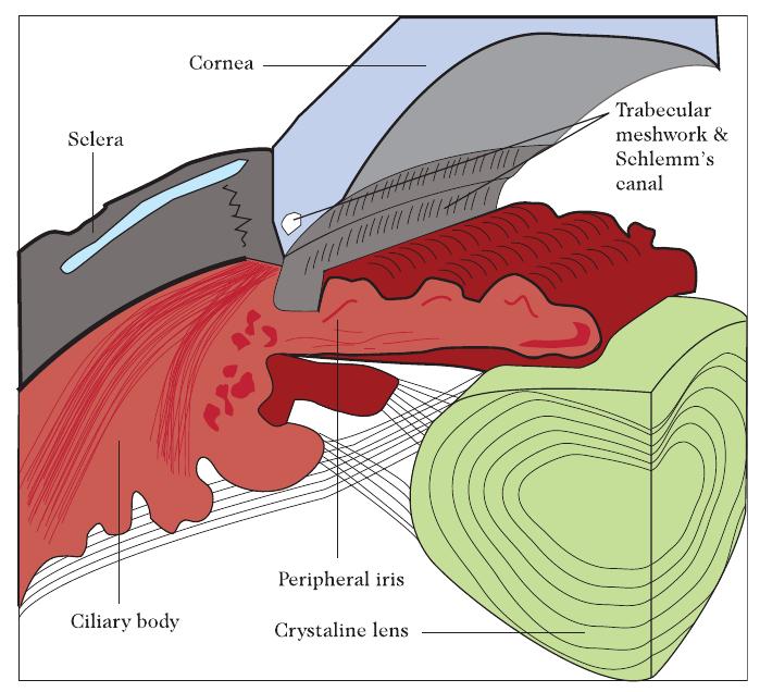 Schematic diagram of anterior eye anatomy. aqueous humour