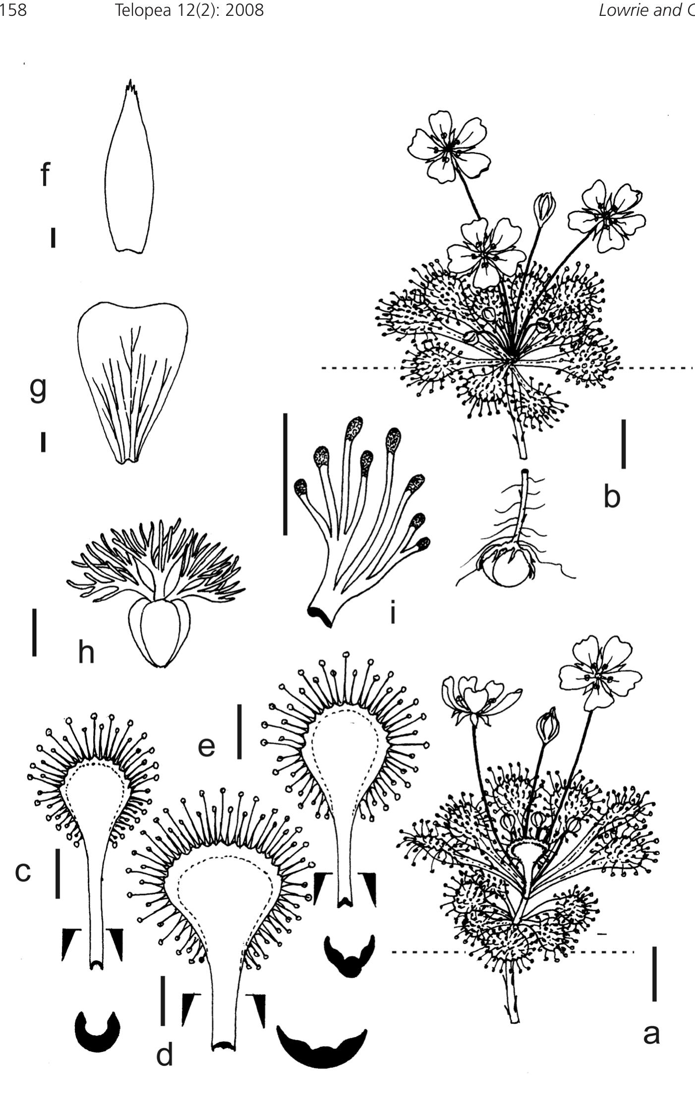 (PDF) A review of Drosera whittakeri s. lat.(Droseraceae) and ...
