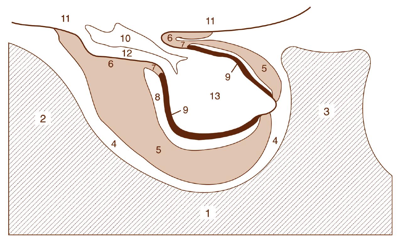 Distalis Schematic illustration of an median sagittal section through