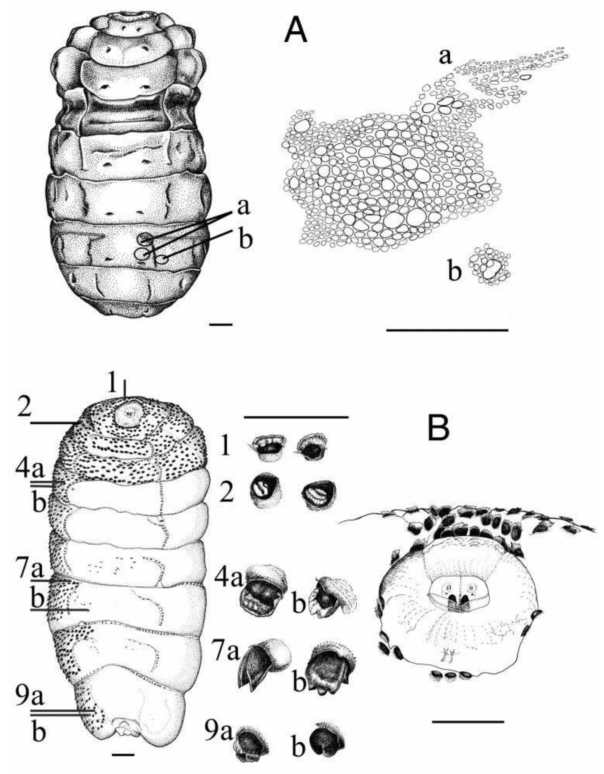 Morphology of third-instar larva. a, ochotonia lindneri; b,