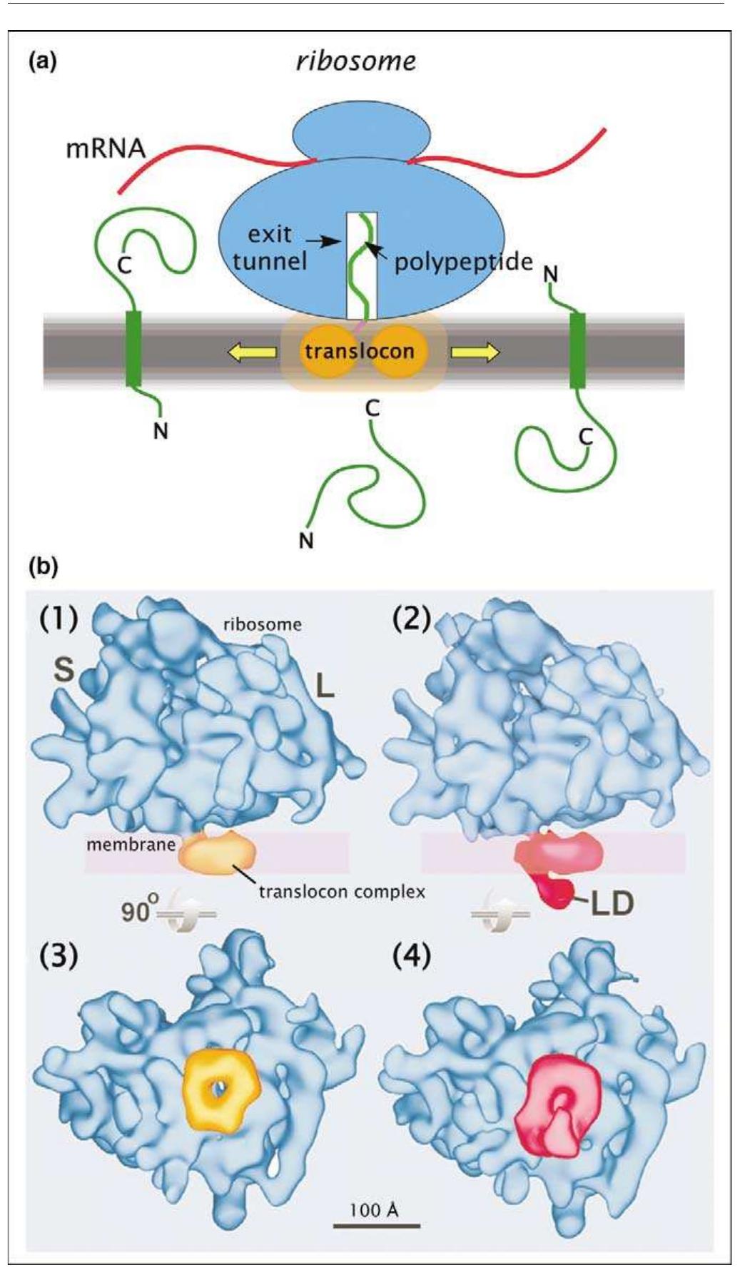 Dimer Ribosomes Ribosome-translocon complexes. (a) schematic representation