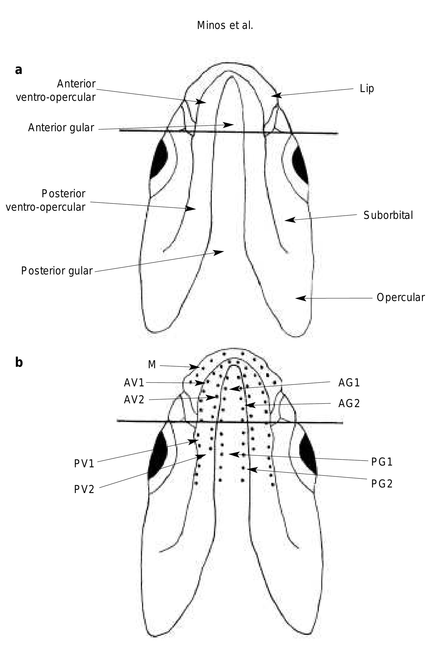 (a) regions on the ventral side of the head (terminology