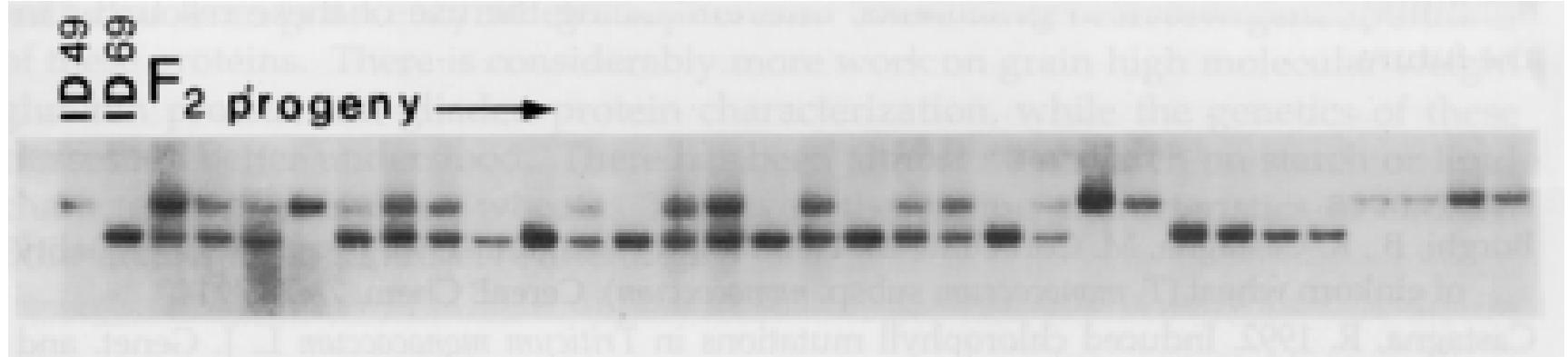 Figure 41 - from In-situ conservation of hulled-wheat
