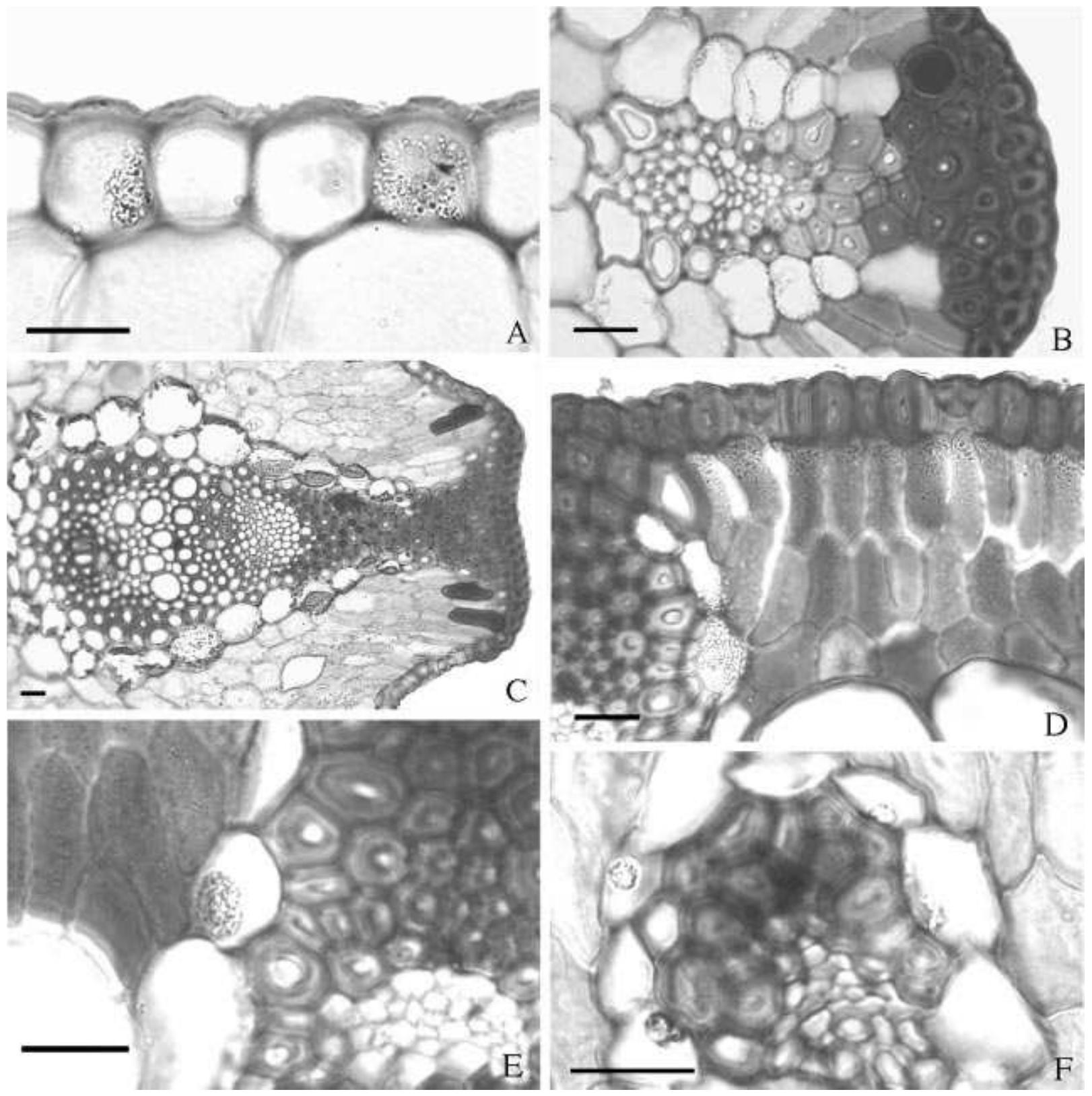 (PDF) Systematic significance of cell inclusions in Haemodoraceae and ...