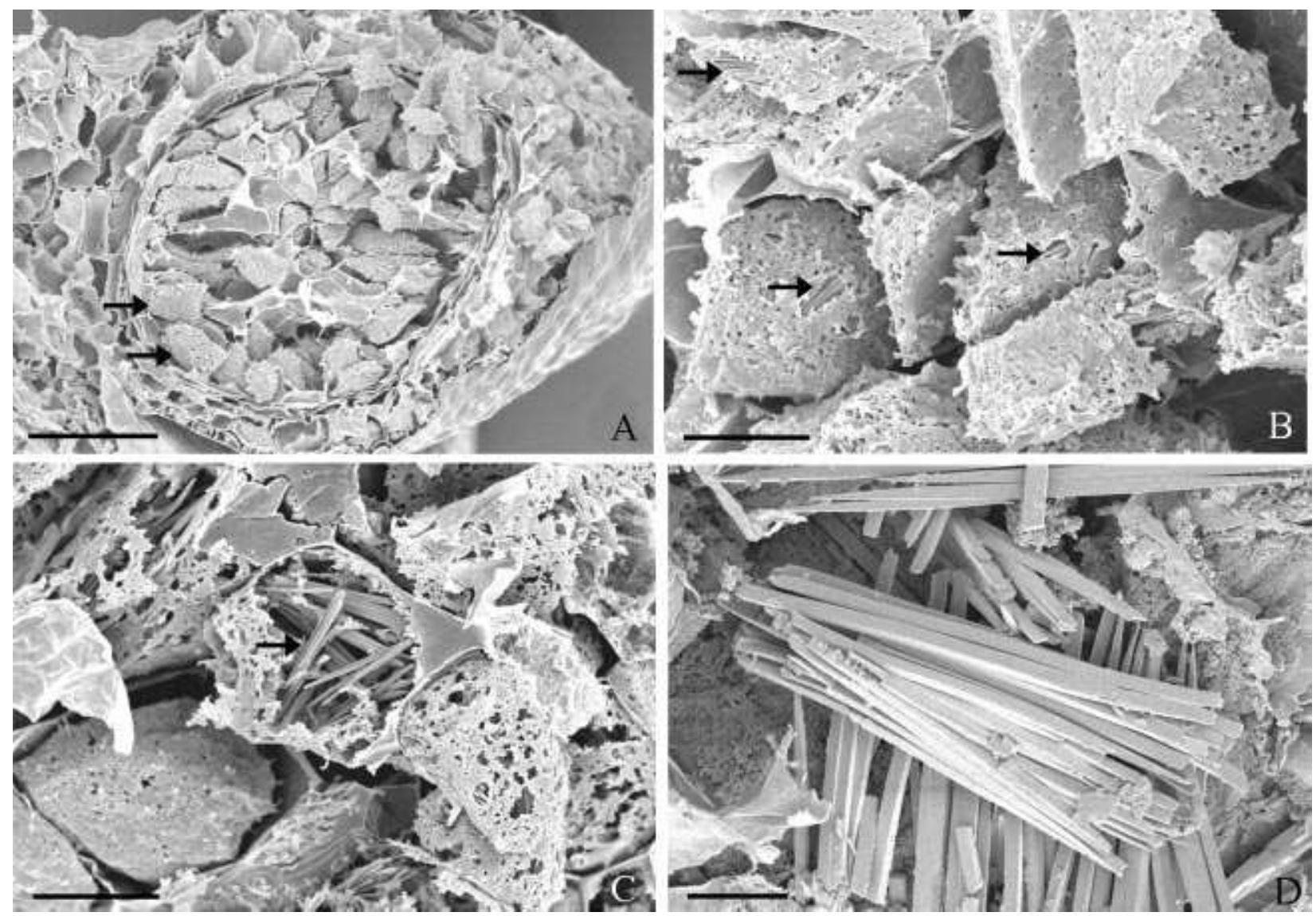 (PDF) Systematic significance of cell inclusions in Haemodoraceae and ...