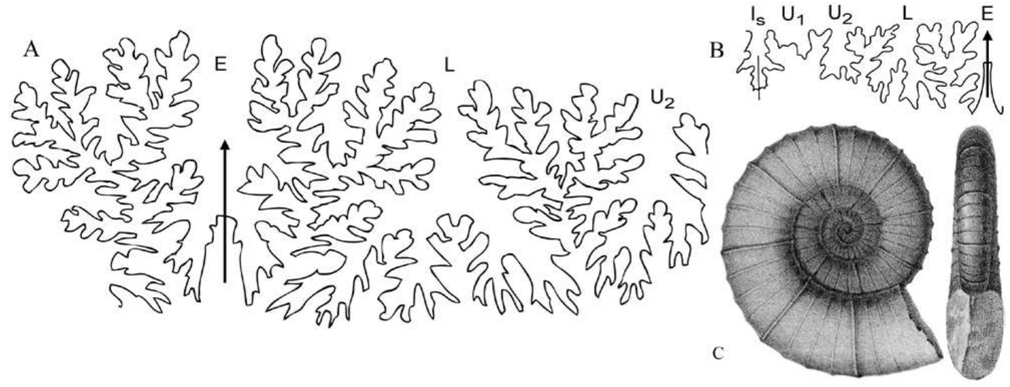 (PDF) New insights on the phylogeny of the Lytoceratoidea (Ammonitina ...