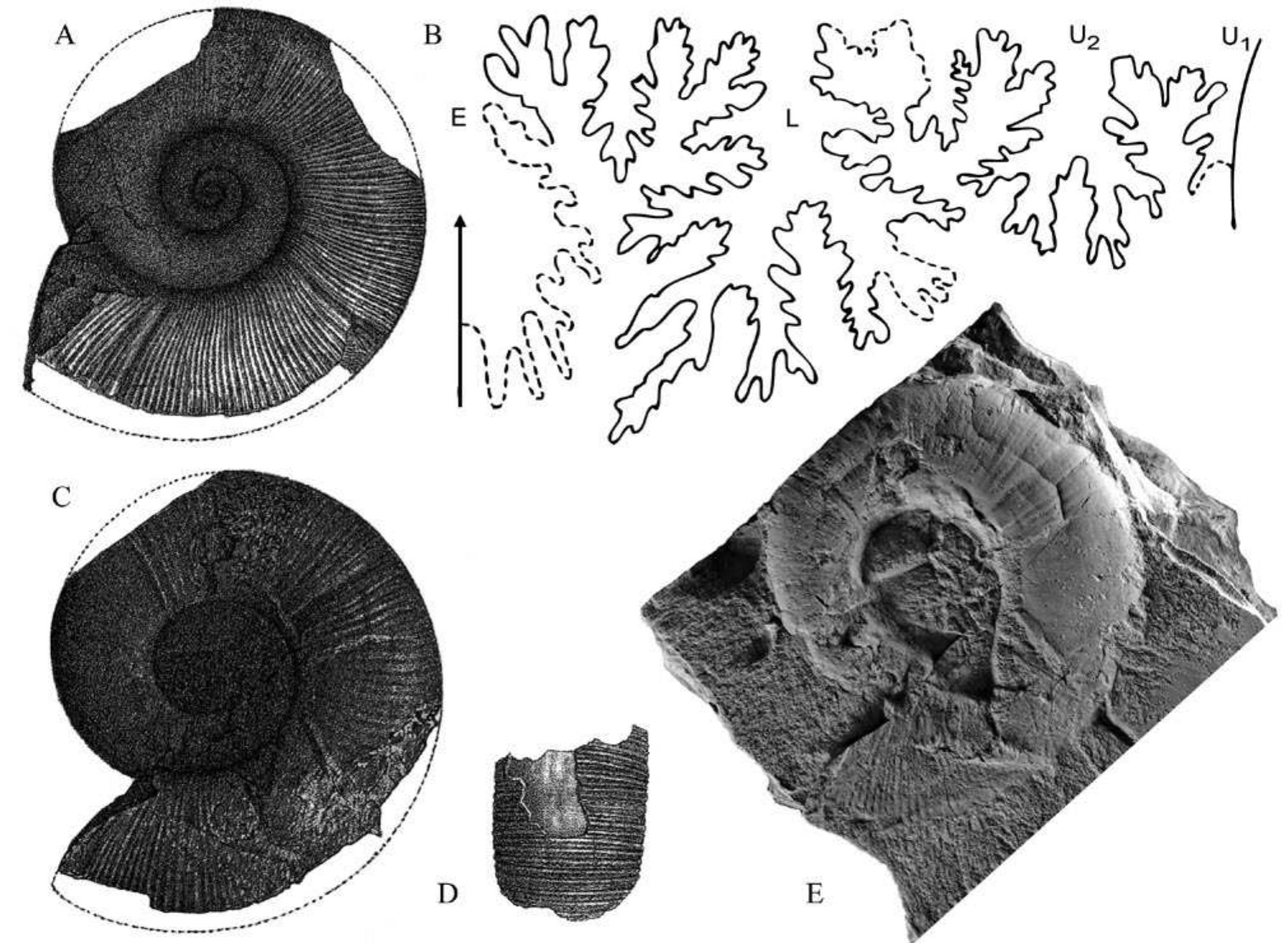 (PDF) New insights on the phylogeny of the Lytoceratoidea (Ammonitina ...