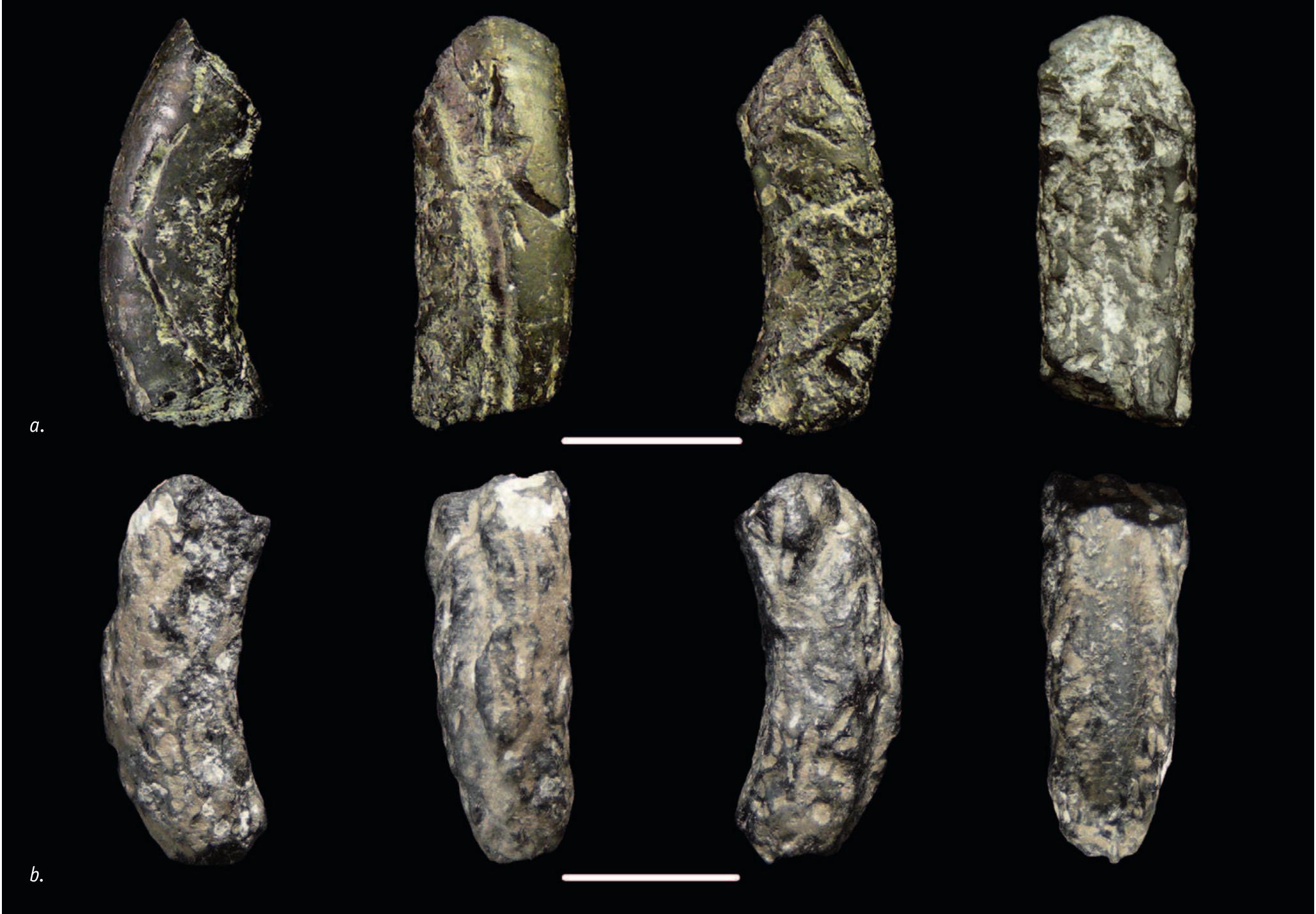 (PDF) Earliest Jurassic (Hettangian) psiloceratoid ammonites from a ...