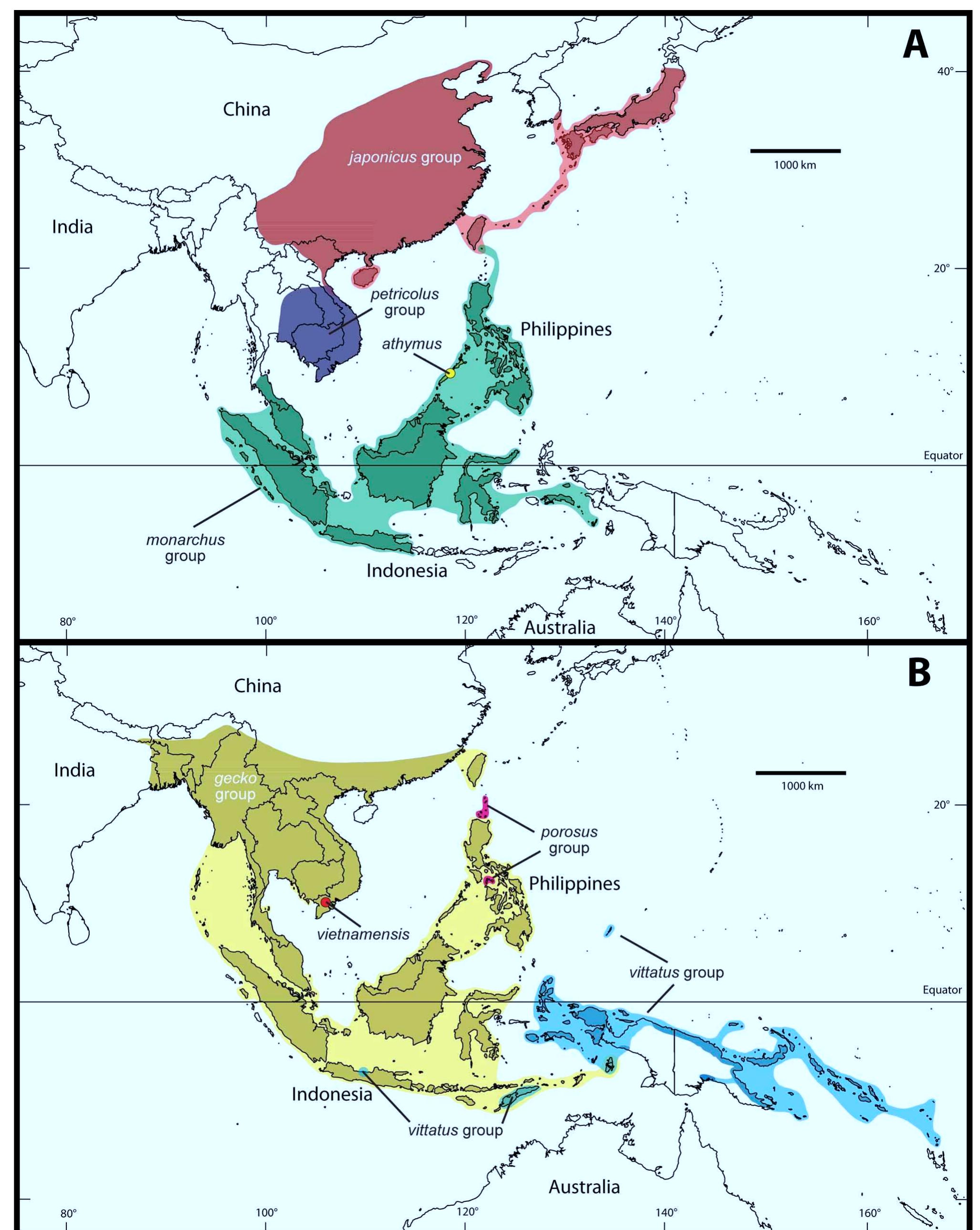 (PDF) Phylogeny, taxonomy, and zoogeography of the genus Gekko Laurenti ...