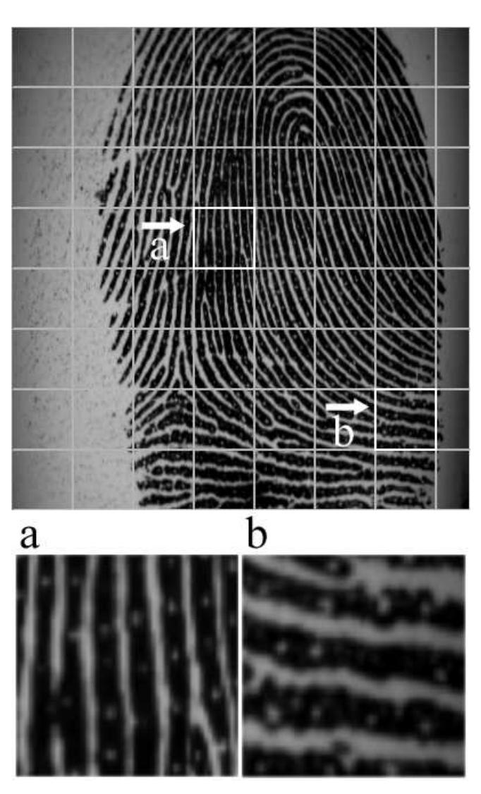 Figerprint Ridge Creases (PDF) Fingerprint ridges frequency