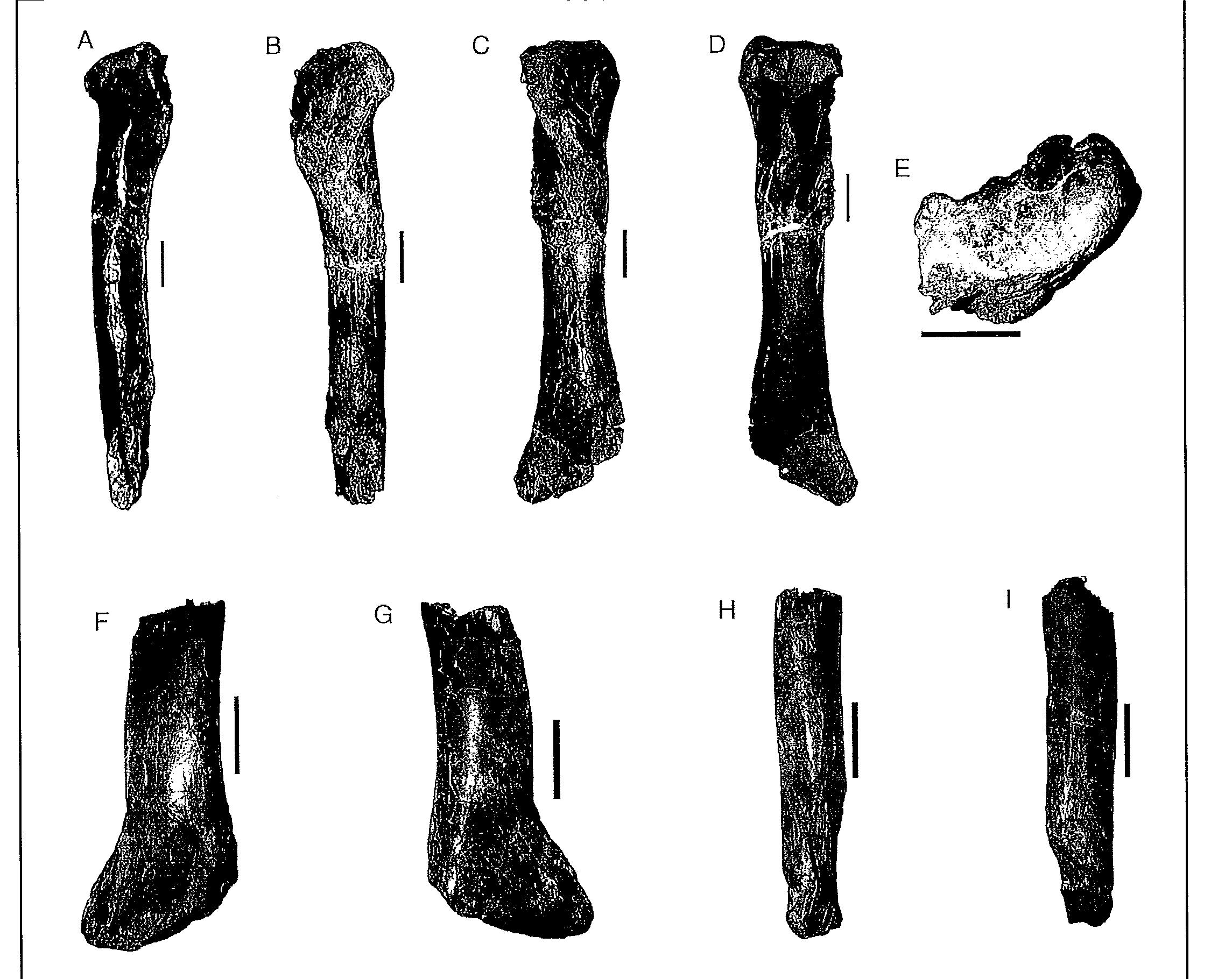 Figure 12 - from A review of Tyrannosauridae (Dinosauria,
