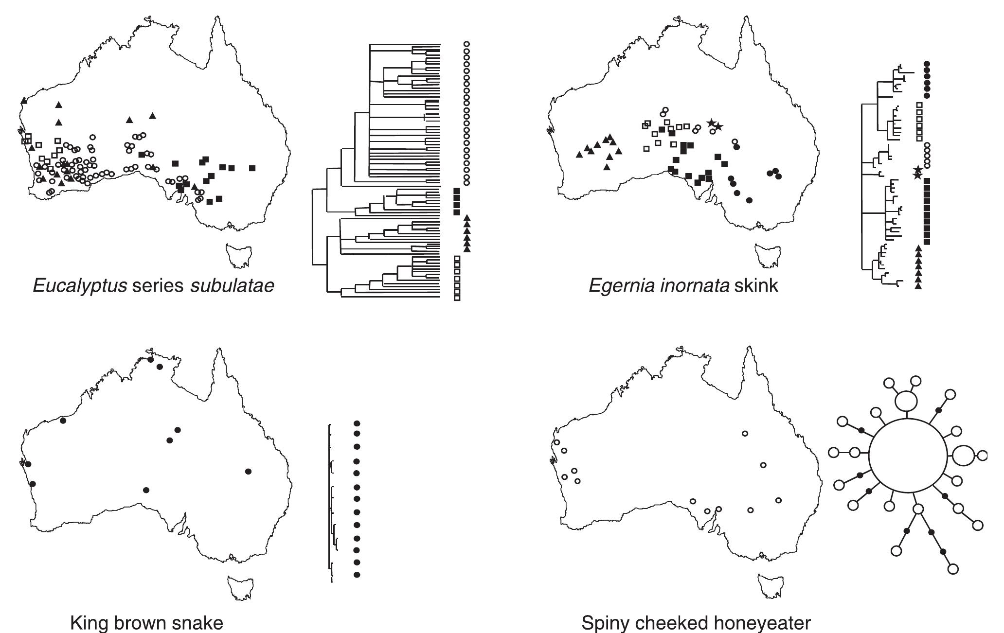 Examples of phylogeographical patterns in the australian