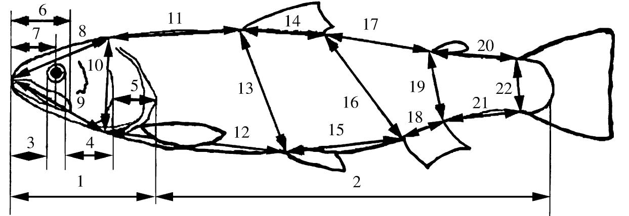 (PDF) Trout Salmo spp. Complex in Serbia and Adjacent Regions of the ...