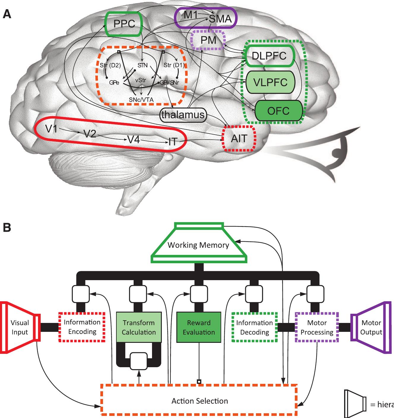 Ppc Brain Figure 2 - A large-scale model of the functioning brain