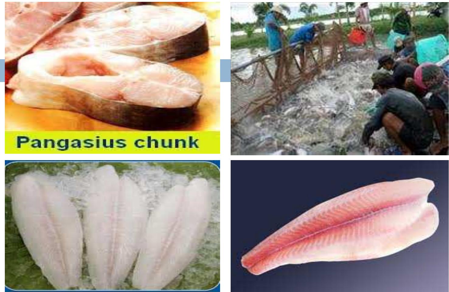 Panash Fish (PDF) Presentation on Pangasius hypopthalmus fish farm design and feed ...