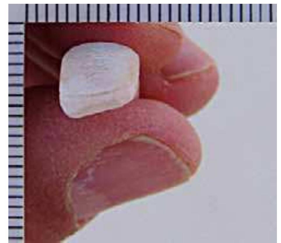 Occlusal view of the carved shell tooth. tick marks on the