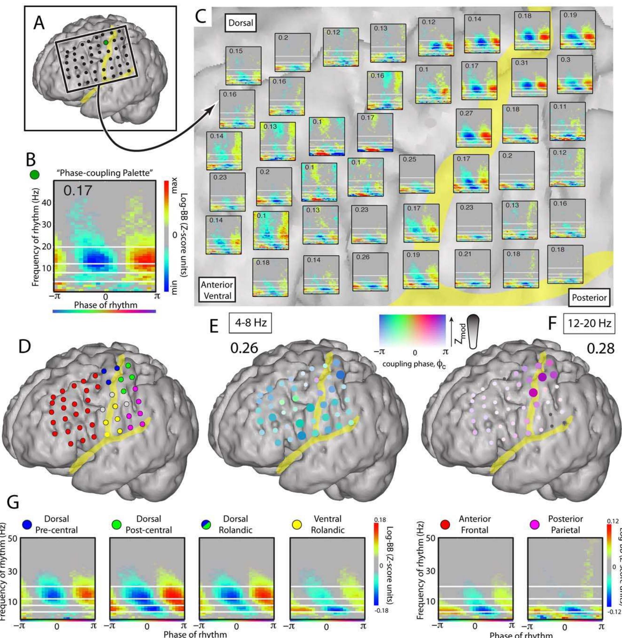 Phase coupling at the lateral cortical surface during