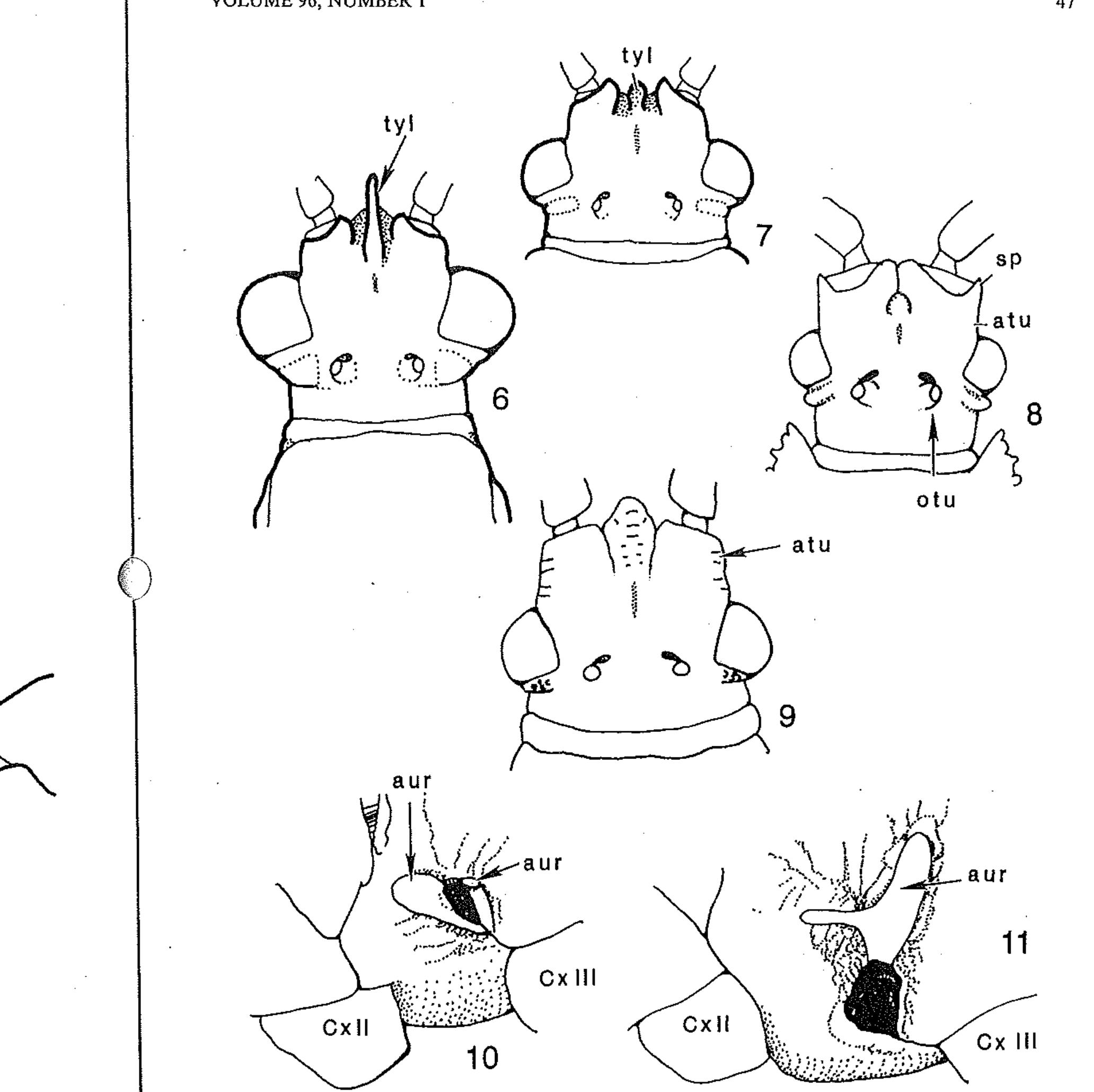 (PDF) Key to the subfamilies and tribes of the New World Coreidae ...