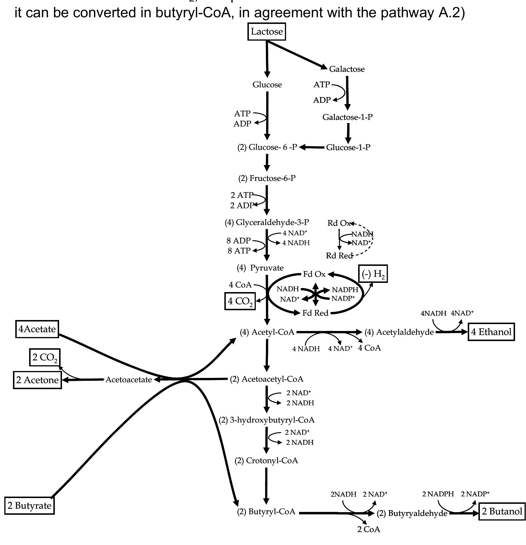 Solventogenesis (PDF) 6.1 Optimization of Solvent Recovery in the Production of Butanol ...