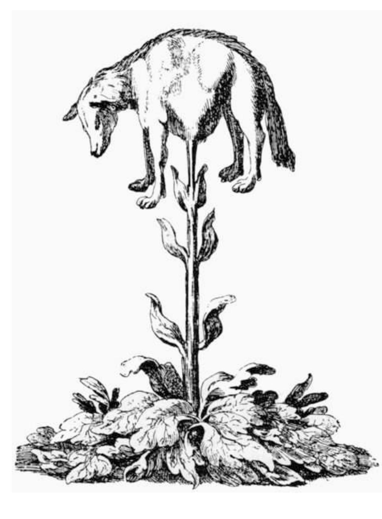 17 J.B. Friedman, The Monstrous Races in Medieval Art and Thought (Cambridge, 1981); W. Born, “Monsters in Art,” Ciba Symposia 9 (1947): 684-96; and S. Ameisenowa, “Animal- Headed Gods: Evangelists, Saints, and Righteous Men,” Journal of the Warburg and Courtauld Institutes 12 (1949): 21-45. 