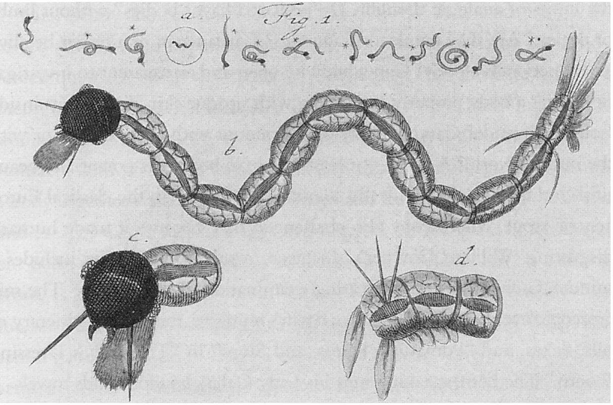 28 “lacherlichen Spriinge und htipfenden Verdrehungen und Wendungen”; see M. F. Ledermiiller, Nachleese seiner mikroskopischen Gemiiths- und Augen-Ergotzung (Niirnberg, 1760), 145, tab. LXXV. See also Ledermiiller’s Mikroskopische Gemiiths— und Augen—Ergotzung (Nirnberg, 1760), and his Physikalische Beobachtungen (1756). 