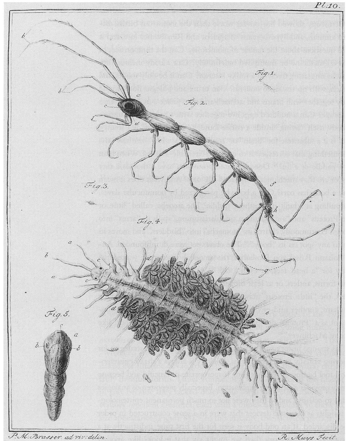 include fifty stomachs migrating freely in a milky interior? Can it be only mouth and stomach,  36 See also Ledermiiller, Mikroskopische Gemiiths— und Augen—Ergotzung, op. cit., tab. XX VI, p. 76 ff. (Daphnia, “Ein kleines Wasserinsekt der Dauphin genannt’’) and tab. XXVI, p. 49 ff. (a louse, “Die Blattlaufe oder Pucerons’’); and ibid., 1762, tab. VII, p. 15 ff. (“Die Schwarzer Wasserflohe,” which gathers little balls of water under its feet). The sea was a source for strange creatures; see Francois Valentijn, Oud en Nieuw Oost—Indien (Dordrecht: J. van Braam, 1724-26), 5 vols., especially vol. 3; two plates of “fish” are reproduced in S. Peter Dance, The Art of Natural History (New York: Overlook Press, 1978), 48. 