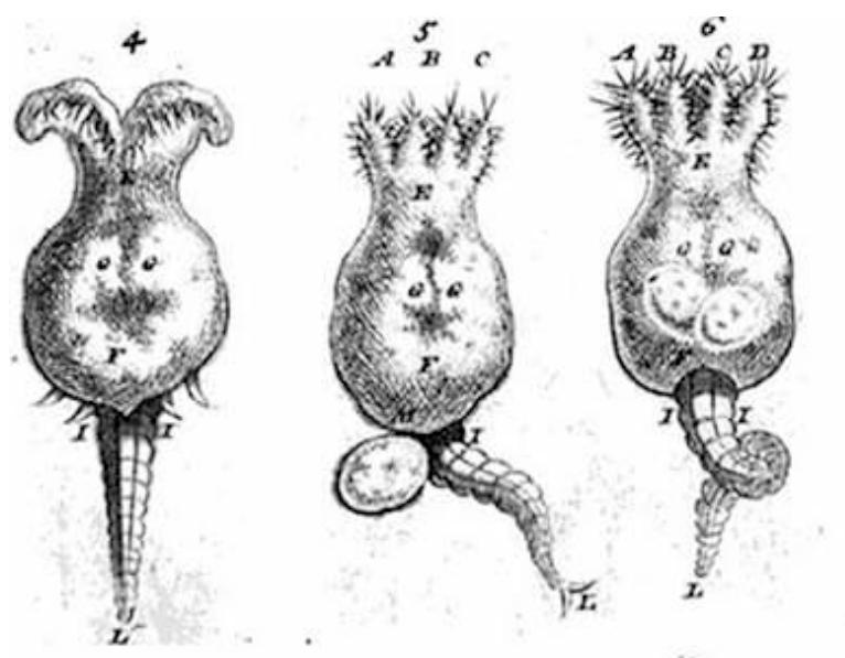 blending as it were in the water in which it swims.°?  58 E’ssays on Natural History (London, 1752), p. 105.  between these Atoms of Existence and nothing, may have Being. 