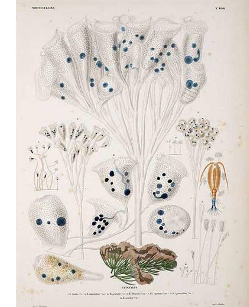 “lobster’s claws” on microscopic animals. Vorticella campanella, a bell-shaped animalcule, uses flagella to sweep a vortex of water and nutrients into its bell-shaped mouth. The swirling flagella are a confusing sight: Leeuwenhoek saw “horses’ ears” [“hoorntgens”], and Baker imagined a “bearded tongue.’ To use a Panspermist metaphor, these far-fetched analogies contained the seeds of their own destruction: most everyone who used them knew better. 