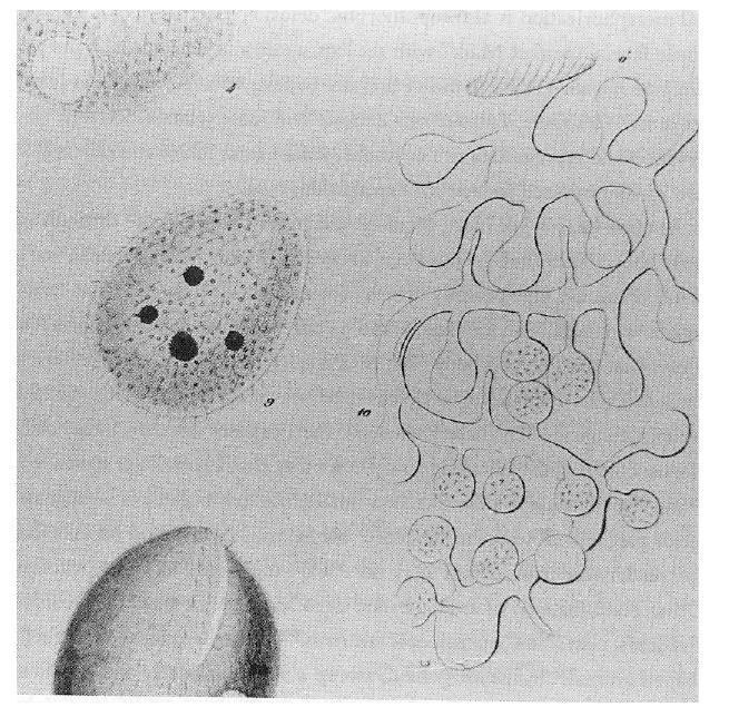 there is only the almost-invisible sarcode, a viscid formless interior, mysteriously moving and 